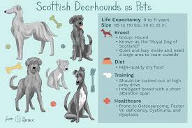 Scottish deerhound pups,deerhound breeder,scottish deerhound stud dog,scotland, deerhound puppies, breeder of scottish deerhound pups puppies,deerhound pups,deerhounds in the uk. Scottish Deerhound Full Profile History And Care