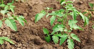 The ideal ph for growing tomatoes is 6.0 to 6.8. How To Plant And Grow Tomatoes In Clay Soil Gardener S Path