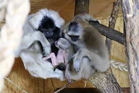 Jun 30, 2021 · w miejskim ogrodzie zoologicznym w płocku (woj. Narodziny W Zoo Zobaczcie Tego Rozkosznego Malucha Z Fryzurka W Ksztalcie Czapki Foto