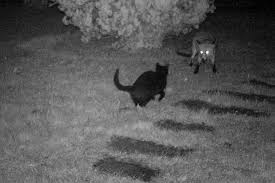 Dachs im garten malvorlagen zum ausdrucken fur madchen und jungen. Dachs Marder Und Fuchs Nachtliche Besucher Beobachten Und Kamera Gewinnen Wien