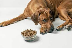 8 Home Remedies For A Sick Dog That S Not Eating Patchpuppy Com Food When Sick Bland Diet For Dogs Dog Food Recipes
