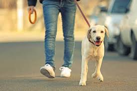 Instant access courses · professional dog trainers How To Stop My Dog Barking When Out Walking Patchpuppy Com