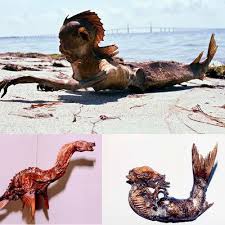 Image result for real mermaid