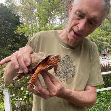 Delighted to have found a Box Turtle near my mom's house