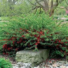 Check spelling or type a new query. Flowering Quince Finegardening
