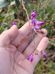 Image result for Desmodium subsecundum