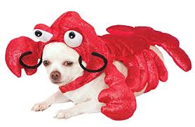 Besides good quality brands, you'll also find plenty of discounts when you shop for lobster costume during big sales. Rubies Mr Claws Pet Lobster Costume Mascot Costumes