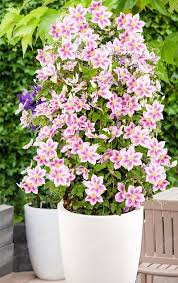 Good climbers for shade and part shade. Clematis Bonsai Clematis Plants Climbing Clematis Clematis Flower