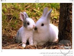 We did not find results for: ØµÙˆØ± Ø§Ø±Ø§Ù†Ø¨ Ù…Ø¶Ø­ÙƒÙ‡