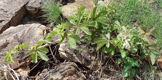 Image result for Cyphostemma lanigerum