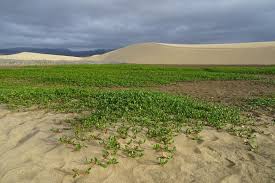 Image result for Sesuvium