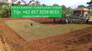 Maybe you would like to learn more about one of these? Jual Harga Rumput Untuk Lapangan Sepak Bola Andika Garden Lawn Jual Rumput Golf Dan Swiss Agromaret