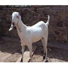 The breed is located between the belt of several areas of rajasthan and sojat, phalodi jodhpur. Sojat Goat At Rs 400 Kilogram Vadgaon Budruk Bidar Id 13441265562