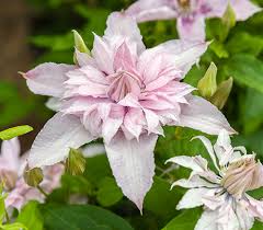 They're a great choice for a fence, wall, or trellis. Clematis St17333 Multi Pink Best Novelty Garden Trials And Trade 2019 Garden Trials And Trade