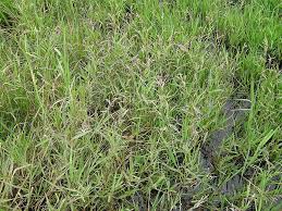 Image result for Persicaria decipiens