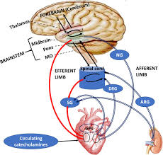The Role Of The Autonomic Nervous System In Cardiac Arrhythmias The Neuro Cardiac Axis More Foe Than Friend Sciencedirect