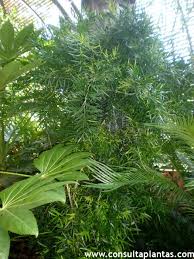 Image result for Asparagus falcatus