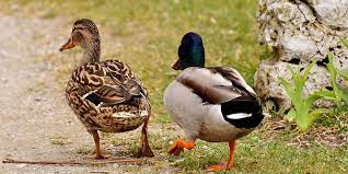 Le canard enchaîné sur le web, la presse imposée dans les supermarchés grecs et la baisse de la confiance des français envers les médias. Comment Elever Des Canards Conseils D Elevage