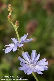 Image result for Cichorium intybus