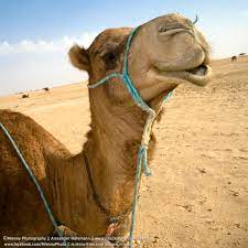 It's justa game don't take it too seriously, this camel calculator is just to have a good time. Sold And Found Sahara Camel Tunisia Mlenny Photography
