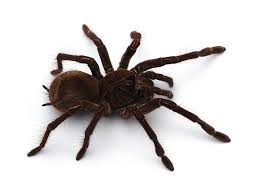 Moving our huge goliath bird eater to their new home and all our other tarantulas and scorpion! Goliath Birdeater Behavior Diet And Suitability As A Pet Tarantulapet Com