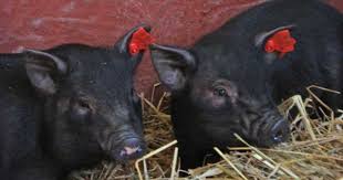 The Two New Piglets At Last Cute Pigs Baby Pigs Piglet