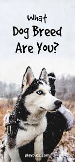What Dog Breed Are You Dog Breed Quiz Dog Quiz Dog Quizzes