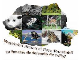 Cumpara acum, 100% sigur prin garantia de livrare. Ppt Vegetatia Fauna Si Flora Romaniei Powerpoint Presentation Free Download Id 4946359
