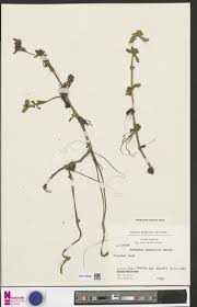 Image result for Enydra fluctuans