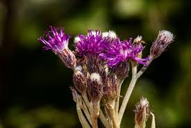 Image result for Vernonia natalensis