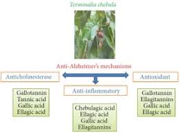 Image result for Terminalia macroptera
