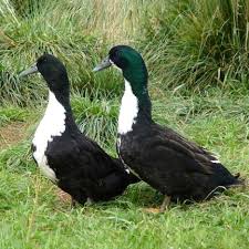 Blue swedish ducks are a hardy, strong ducks with good foraging ability. Ducklings Black Swedish