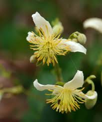 Image result for Clematis brachiata