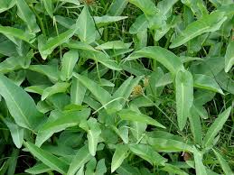 Image result for Ipomoea crassipes