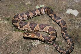 Copperhead (agkistrodon contortrix), cottonmouth (agkistrodon piscivorus), eastern diamondback rattlesnake (crotalus adamanteus), timber/canebrake rattlesnake (crotalus horridus), pigmy rattlesnake (sistrurus miliarius) and eastern coral snake (micrurus fulvius). Snakes In Georgia The Good The Bad And The Truth