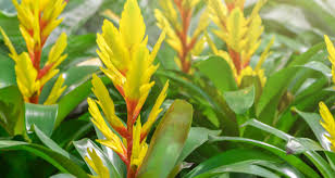 Check spelling or type a new query. Vriesea La Bromeliacea Dallo Splendido Fiore Coltivazione E Varieta