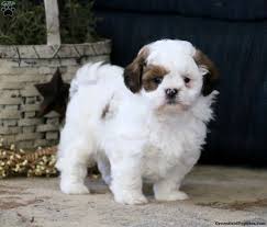 But what are maltese shih tzus really like? Mal Shi Puppies For Sale Greenfield Puppies