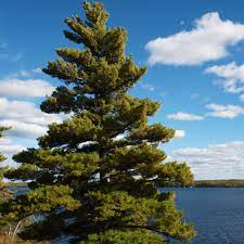 Eastern white pine tree images. Eastern White Pine Trees For Sale Garden Goods Direct
