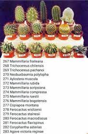 Funny cactus names based on fruit, veggies, & edible foods. 26 Cactus Names Ideas Cactus Names Cactus Cactus Types