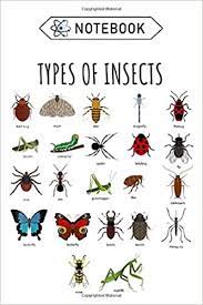 Different types of insects for kids. Notebook Kids Types Of Insects Bug Identification Science Science Journal Blank Lined Journal For Kids Science Fiction Science News Science Science Projects Science Teacher Notebook Slagmolen Mphil Amazon De Books
