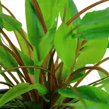 Many hobbyists who first get cryptocoryne wendtii into their aquariums will see a sudden. Cryptocoryne Wendtii Green Tropica Aquarium Plants