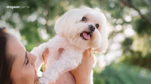 Um cachorro com fungo precisa ser tratado antes que o problema se agrave. Micose Canina Como Tratar E Prevenir Drogavet
