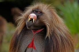 Gelada Ethiopian Mts Long Hair Hairless Red Crimson Patch On Chest Grass Eating Primates Baboon Weird Animals Animals