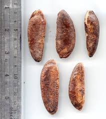 Image result for Diospyros crassiflora