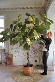 Potplanten The Secrets Of Violin Fig Care Geigenfeige Topfpflanzen Pflanzen Fur Innen