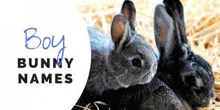 Black And White Bunny Names Boy 350 Bunny Names For Your Floppy Eared Friend In 2020 Bunny Names Rabbit Names Bunny