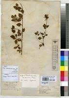 Image result for Heterotis decumbens