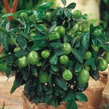 Citron fruits contain beneficial vitamins and minerals like calcium and magnesium. Dwarf Lime Fruit Trees Gurneys Seed And Nursery Plants Patio Plants Planting Flowers