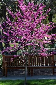 Maybe you would like to learn more about one of these? 63 Lovely Flowering Tree Ideas For Your Home Yard Spring Flowering Trees Flowering Trees Redbud Tree
