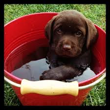 See more ideas about lab puppies, chocolate lab puppies, puppies. Pampered Whiskers Doggie Daycare Of Conway Fl Chocolate Lab Puppies Labrador Puppy Lab Puppy